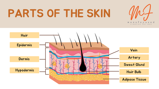 The Basic Functions and Purpose of our Skin